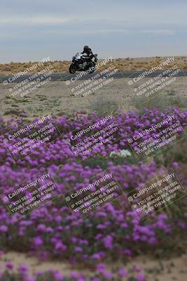media/Jan-14-2023-SoCal Trackdays (Sat) [[497694156f]]/Turn 14 Exit Bloomig (145pm)/